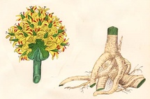 gentiane jaune, fleur et racine