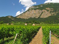 Vignoble de Chatillon en Diois