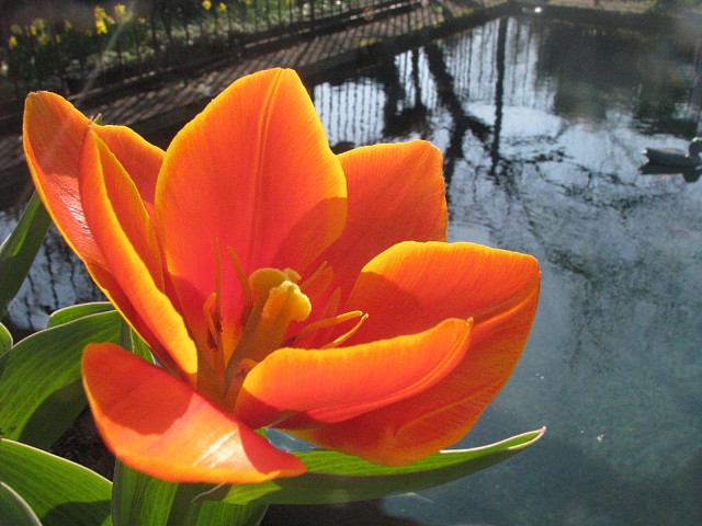 tulipe du Jardin de la Source
