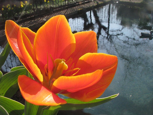 tulipe