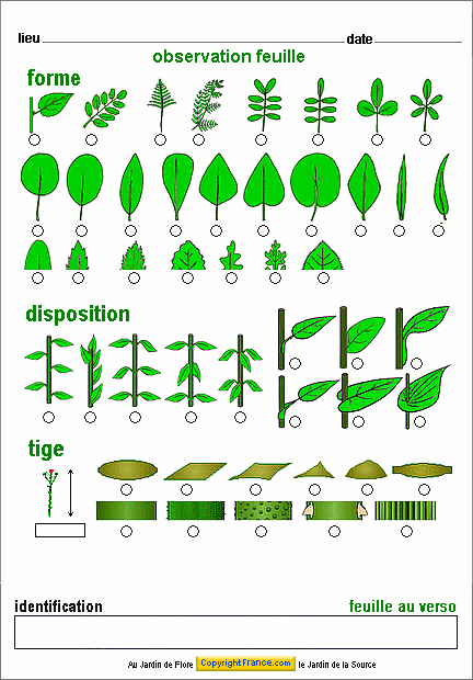 les critres principaux des feuilles