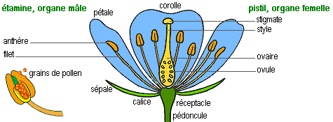 les fleurs, sous leurs aspects humbles ou clatants, ont pour fonction premire la reproduction sexue.