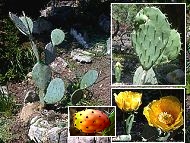 opuntia, figuier de Barbarie, figuier d'Inde, cactus raquette, nopal, oponce, langue de belle-mre