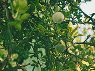 1993 premierss fruits du citronnier