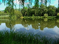 étangs des Chartreux