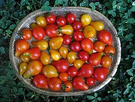 tomates cerises au Jardin de la Source