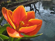 tulipe au Jardin de la source