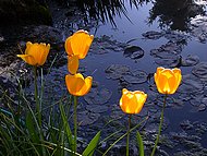tulipes de la mare au Jardin de la Source