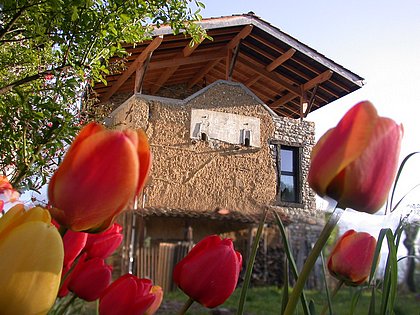 tulipes pour la terrasse