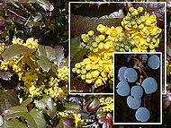 mahonia, faux houx, vigne de l'Oregon